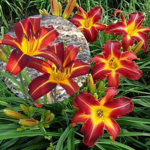 Hemerocallis 'Autumn Red' - Päevaliilia 'Autumn Red' P9/0,55l